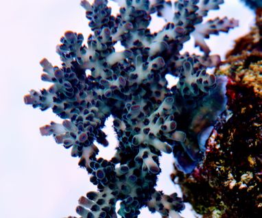 Acropora nasuta blueberry 1